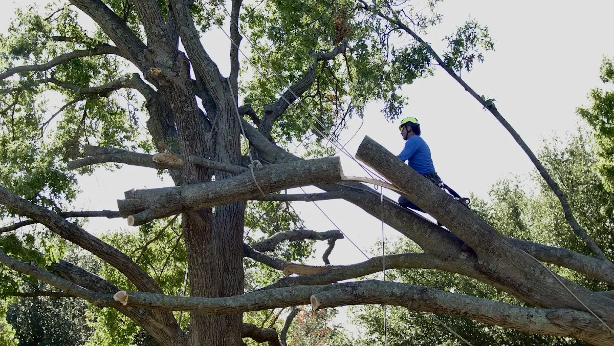 Professional Crown Thinning performed by certified arborists in Youngstown
