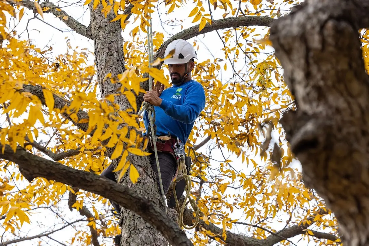 Skilled Tree Planting crew working in Youngstown